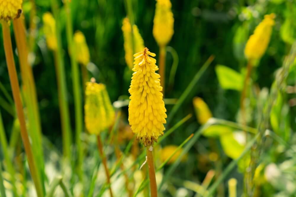 Le souci (Tagetes) est un type populaire de fleurs jaunes.
