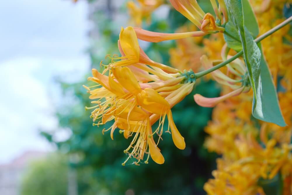 Chèvrefeuille (Lonicera)