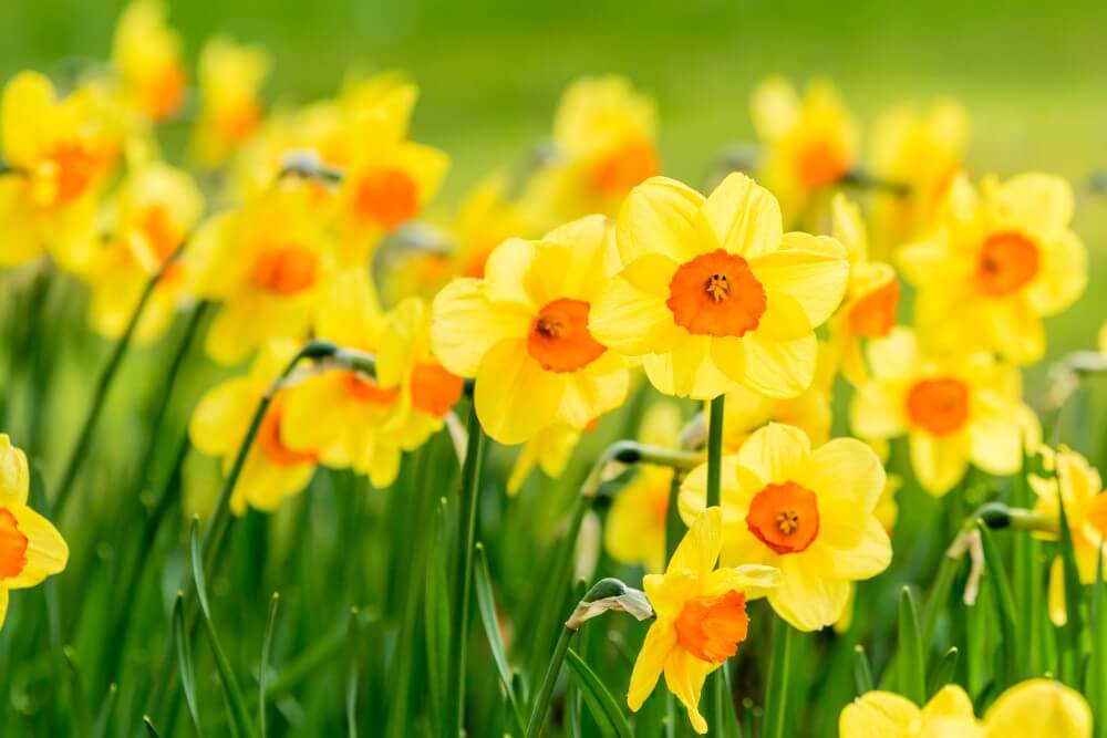 Jonquille (Narcissus jonquilla)