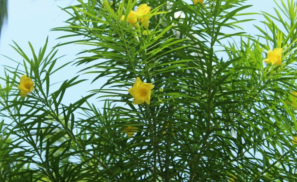Laurier-rose jaune (Cascabela thevetia)