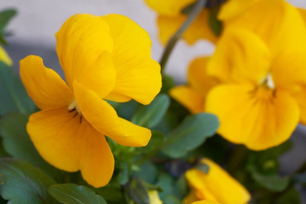 Pensée (Viola wittrockiana)