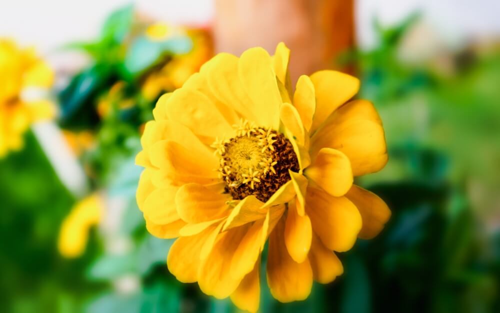 Les Zinnia élégants (Zinnia elegans) sont des types populaires de fleurs jaunes.