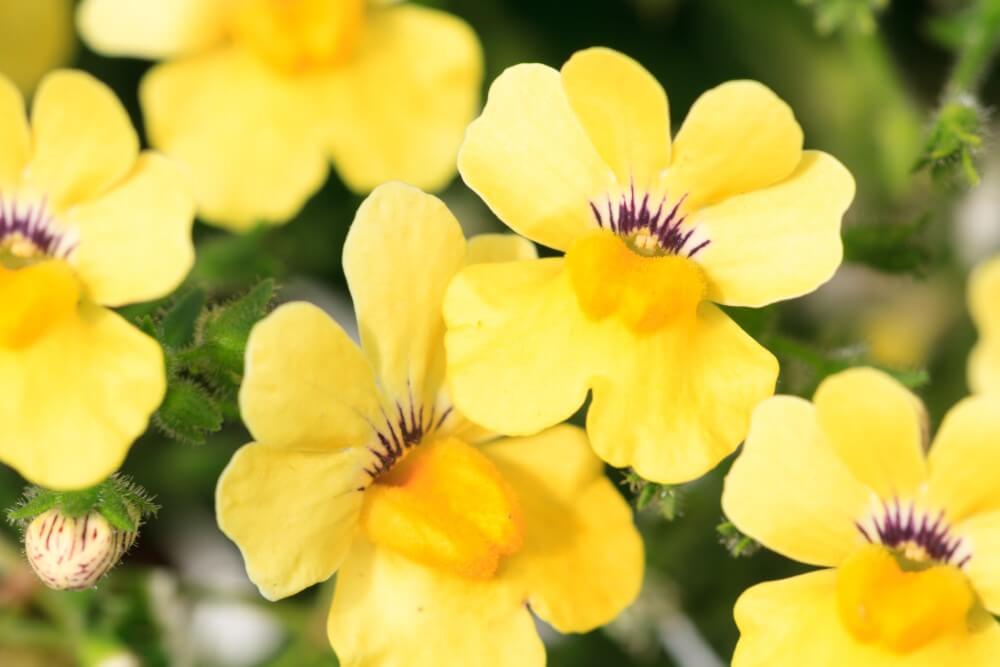 Nemesia (Nemesia)