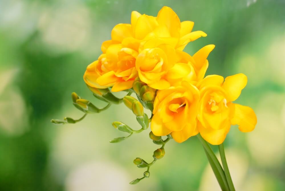 Freesia (Freesia)