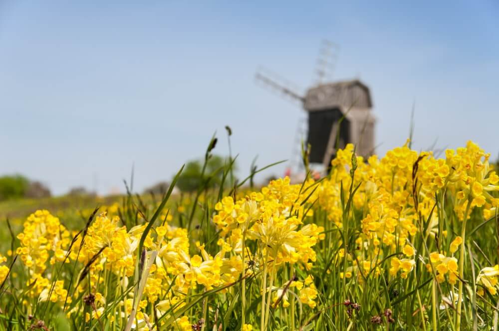 Tussilage (Primula veris)