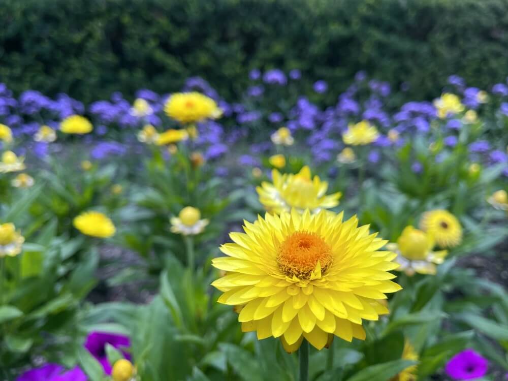Tournesol (Xerochrysum bracteatum)