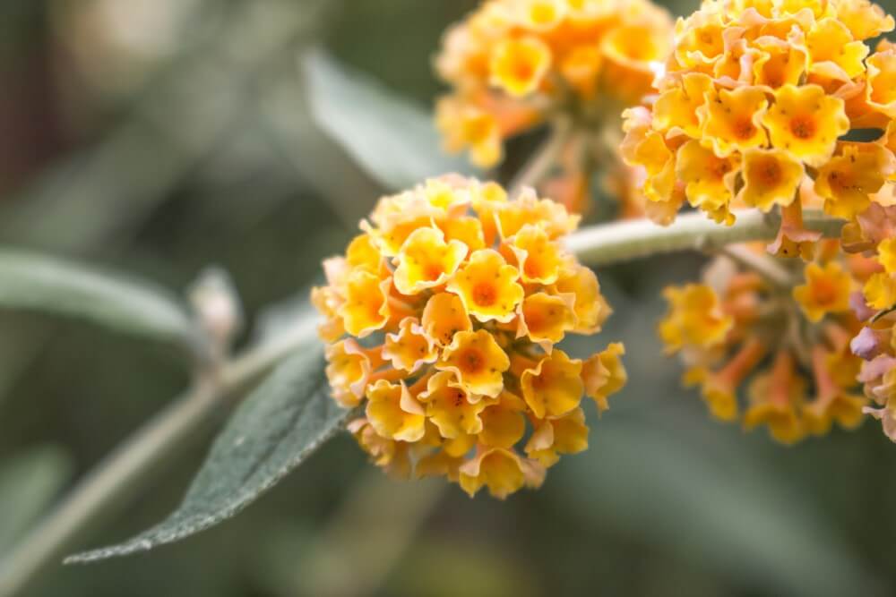 Buddleia x weyeriana 'Honeycomb' (Buddleia x weyeriana 'Honeycomb')