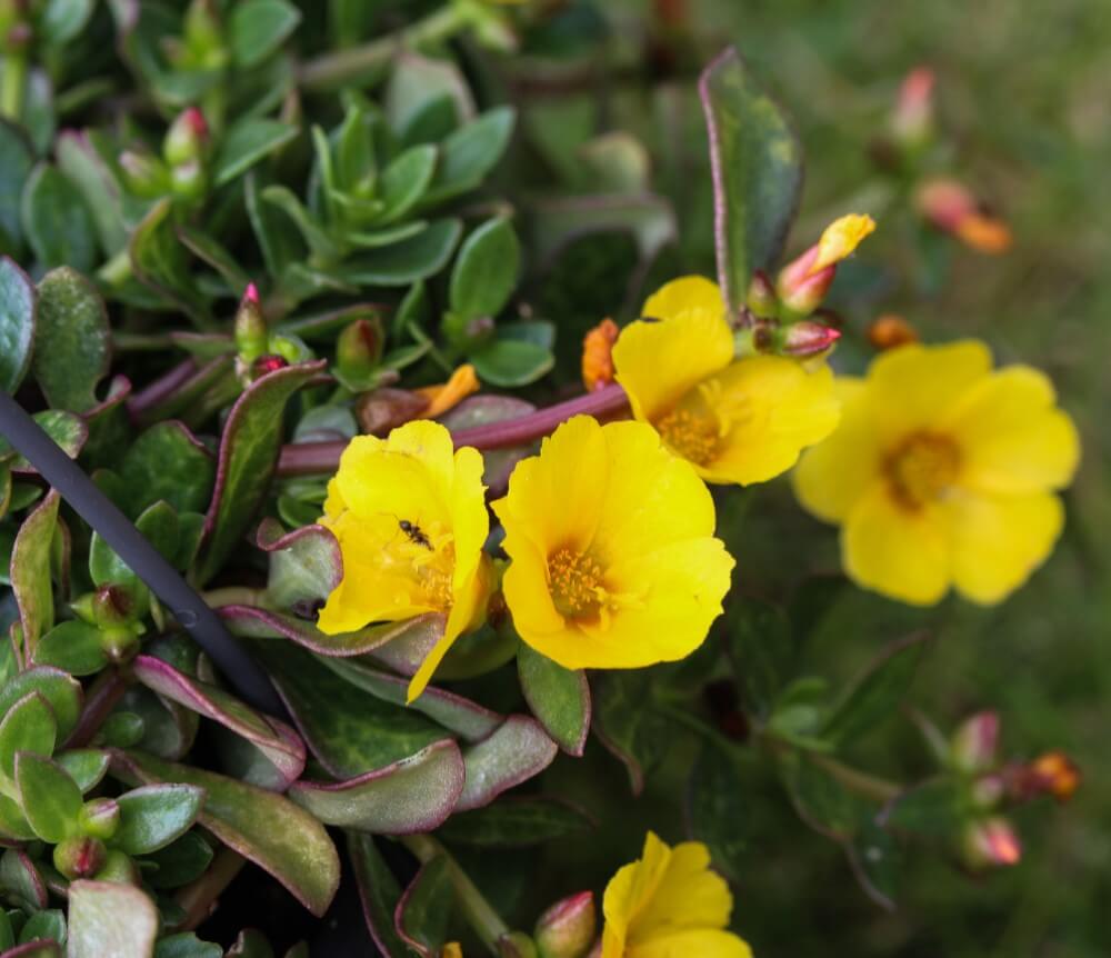 Pourpier commun (Portulaca oleracea)