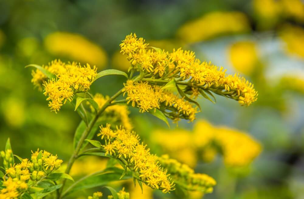 La verge d'or (Solidago) est un type populaire de fleurs jaunes