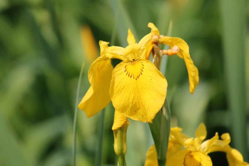 Iris jaune (Iris pseudacorus)