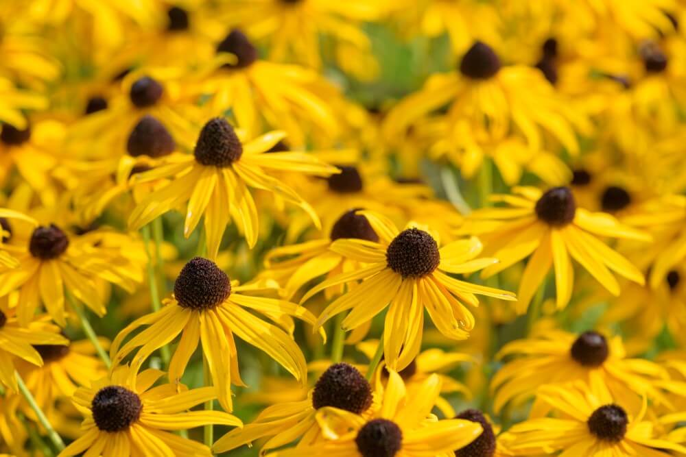 Les rudbeckies sont des variétés populaires de fleurs jaunes.