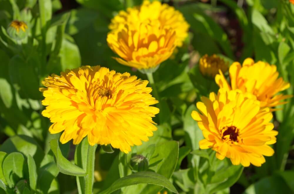 Calendula (Calendula officinalis)
