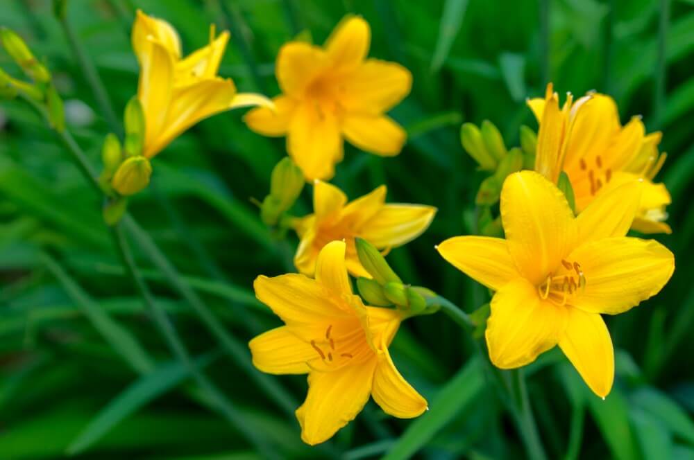 Hémérocalle (Hemerocallis)