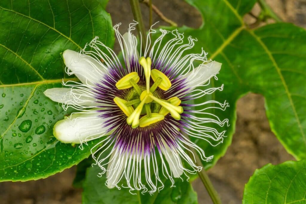 Passiflore jaune (Passiflora lutea)