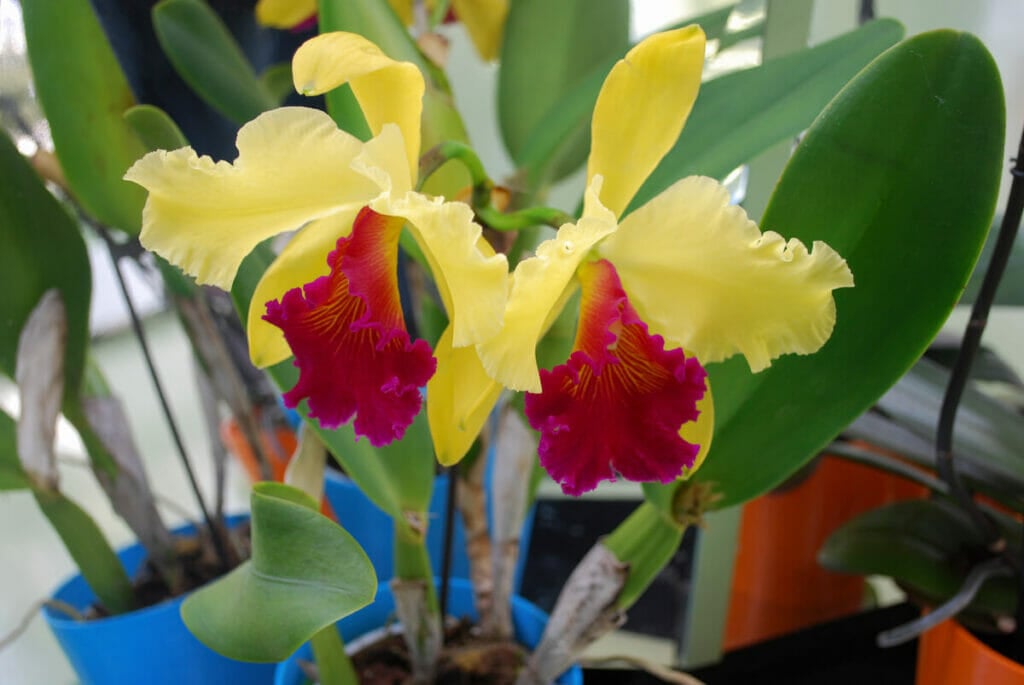 Les orchidées Cattleya (Cattleya dowiana) sont des types populaires de fleurs jaunes.