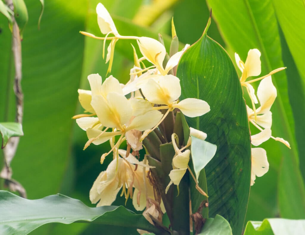 Le lys gingembre (Hedychium flavescens) est un type populaire de fleurs jaunes.