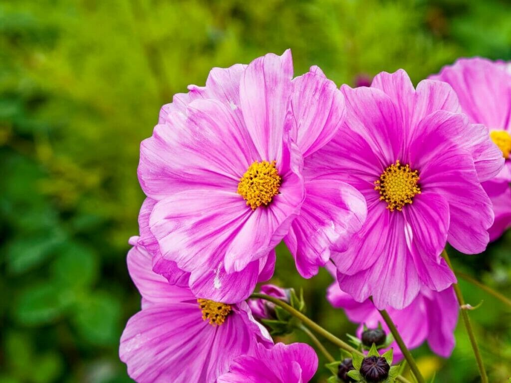 Cosmos de jardin ou aster mexicain