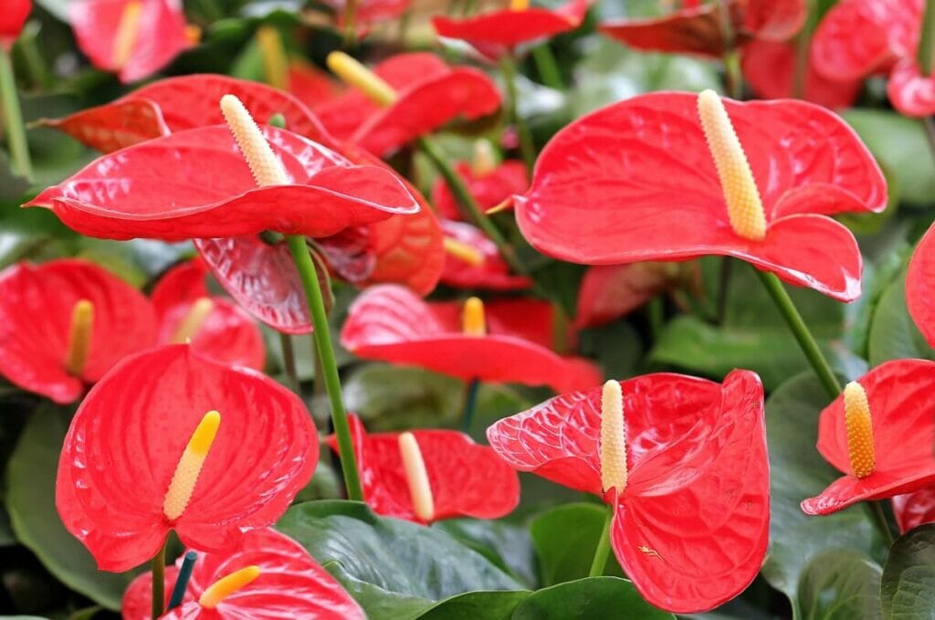 Anthurium ou fleur de flamant