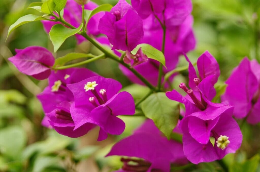 Fleur de papier ou petite bougainvillée