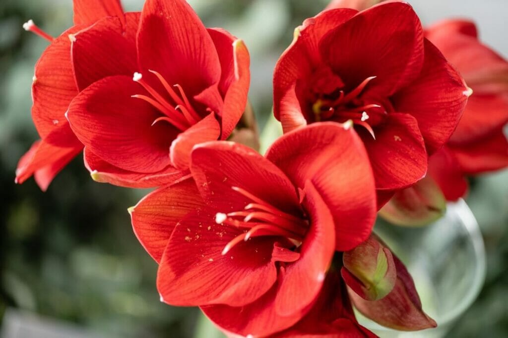 Amaryllis