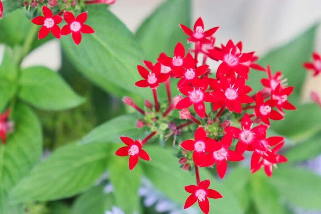 Fleur d'étoile ou grappe d'étoiles égyptiennes