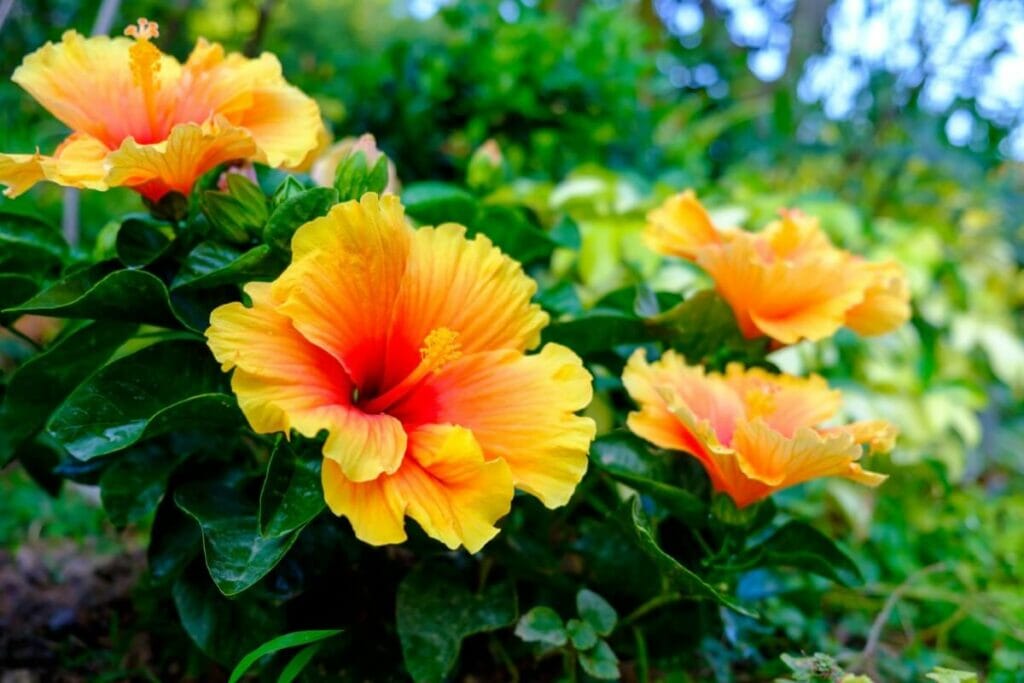 Hibiscus de Hawaï ou Hibiscus de Chine