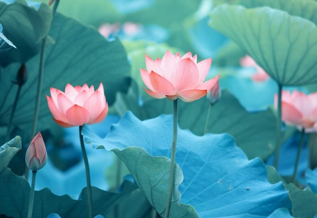 Lotus sacré