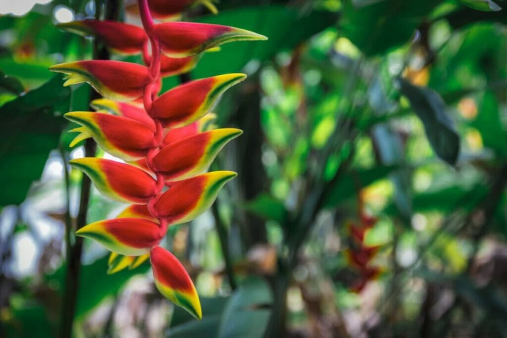 Faux oiseau de paradis ou pince de homard suspendue