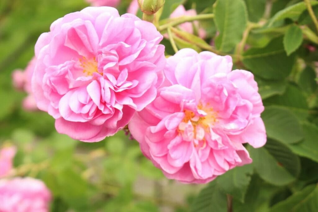 Rose de Damas