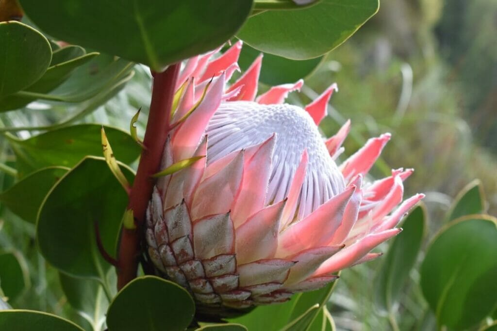 King Protea