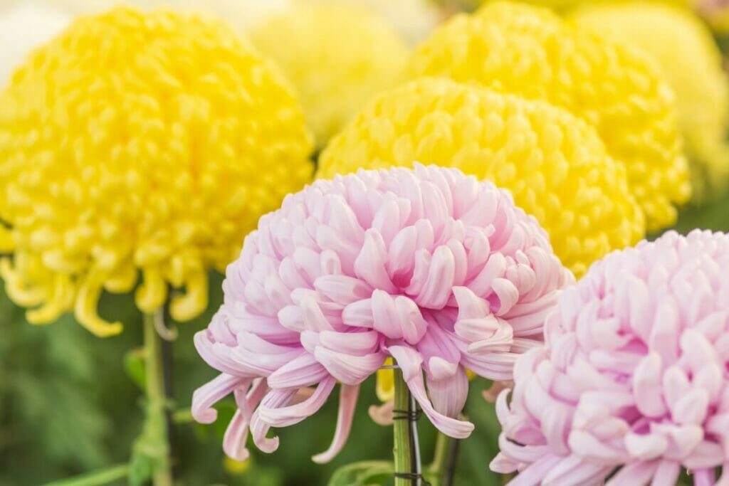 La marguerite du fleuriste