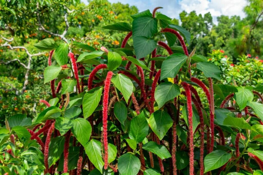 Chenille Plant