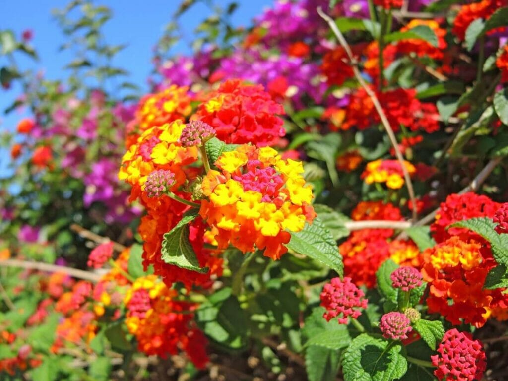 Lantana sauvage