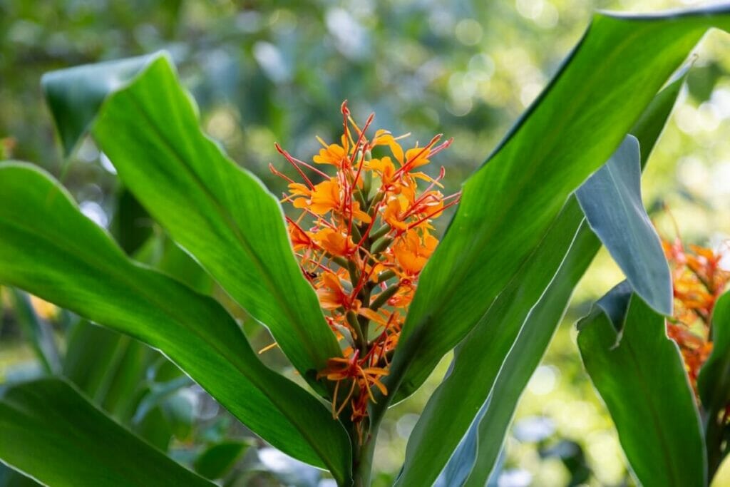 Kahili Ginger ou Ginger Lily