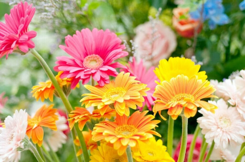 Barberton Daisy