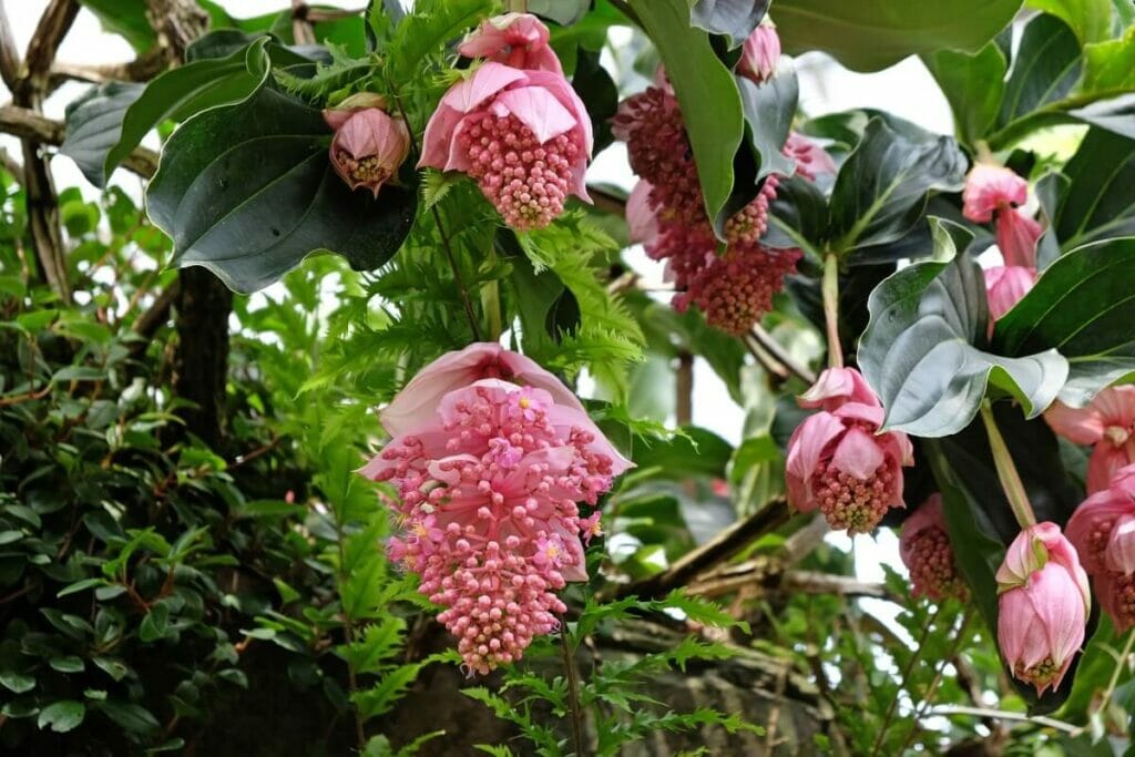 Médaillon ou raisin rose