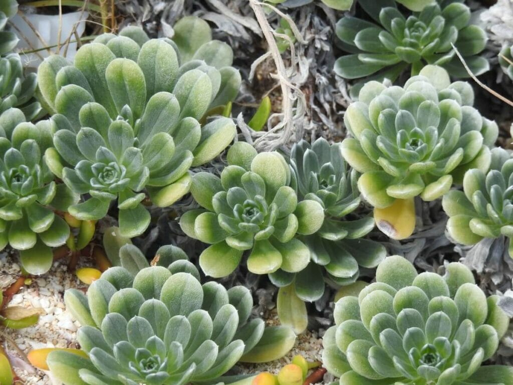Hinahina ou Géranium d'argent