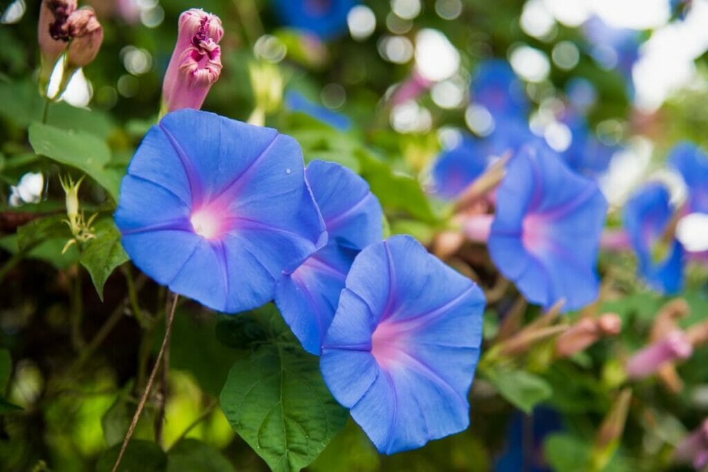 Gloire du matin ou fleur de lune pourpre