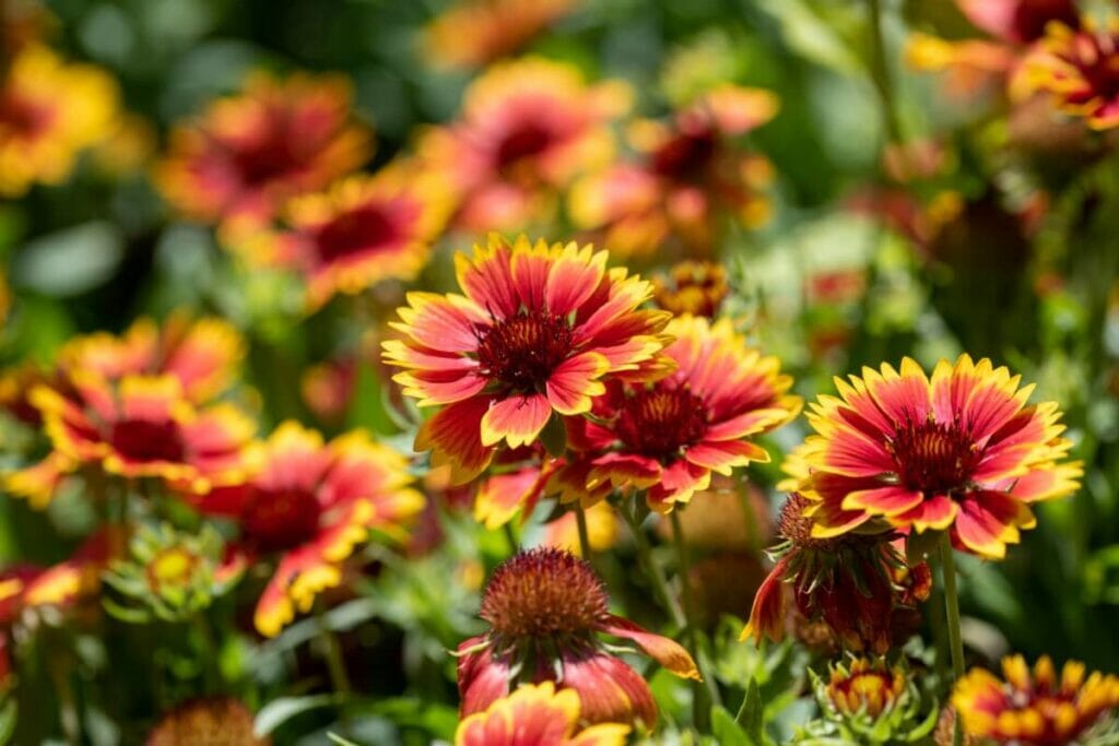 Fleurs de couverture
