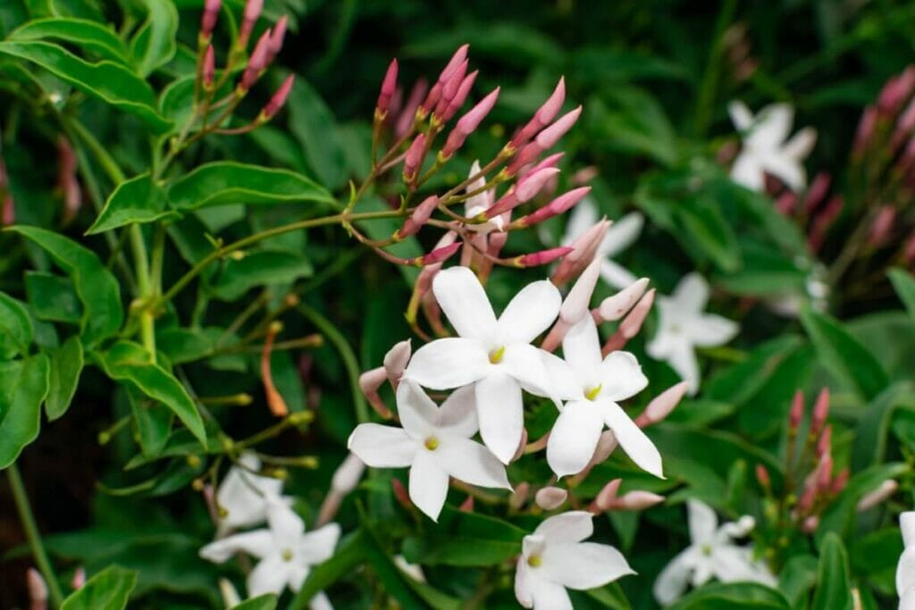 Jasmin commun