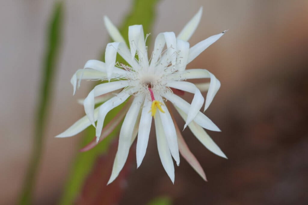 Fleur de Kadupul ou reine du cactus nocturne