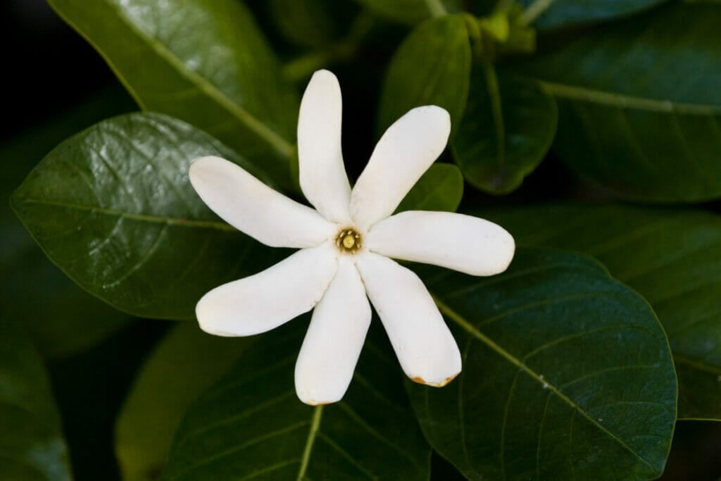 Nānū ou Gardenia des forêts