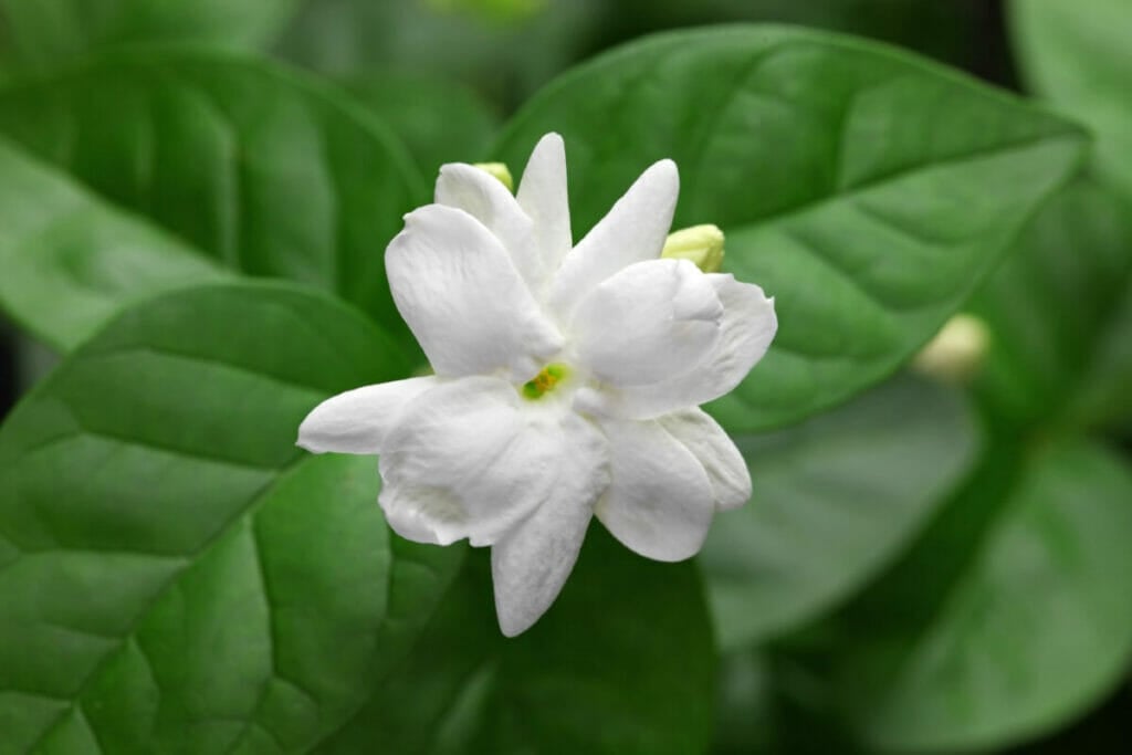 Sampaguita ou Jasmin d'Arabie