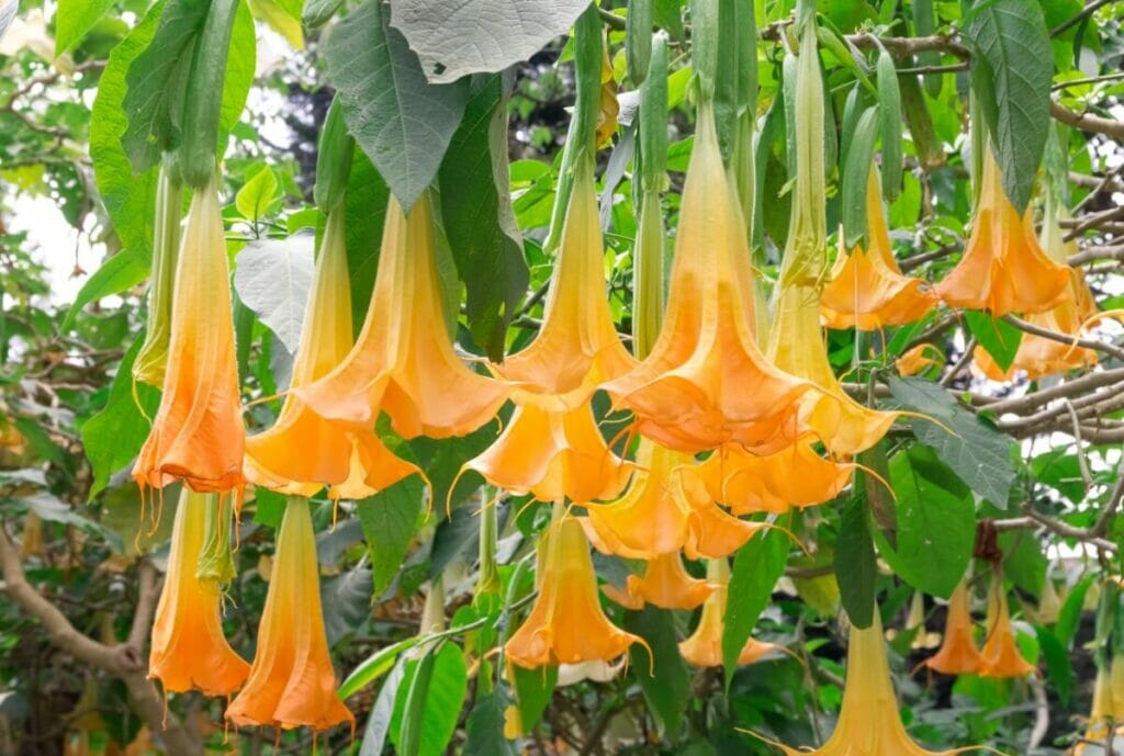 Trompette de l'ange