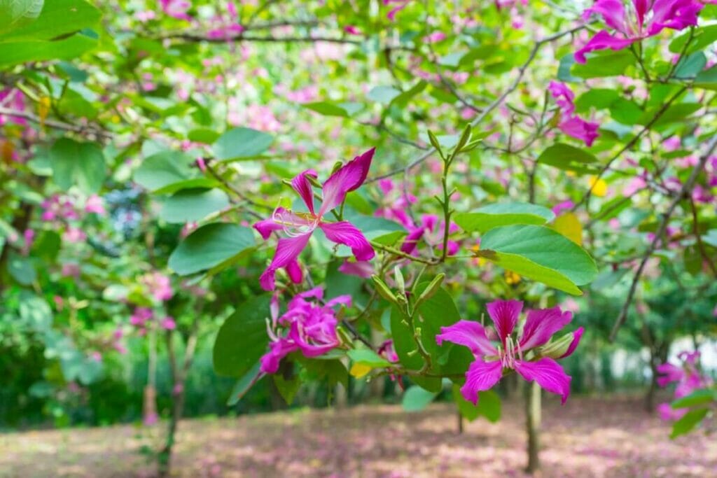 Arbres à orchidées