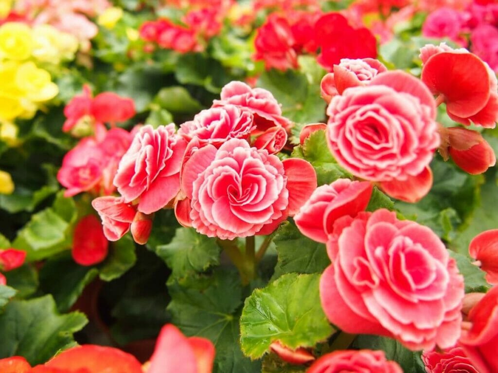 Bégonias