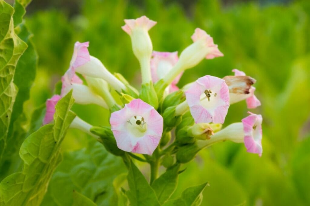 Fleur de tabac