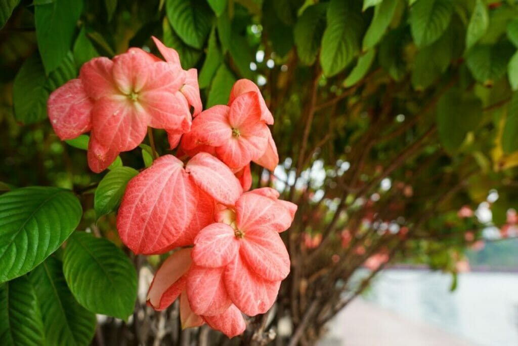 Mussaenda