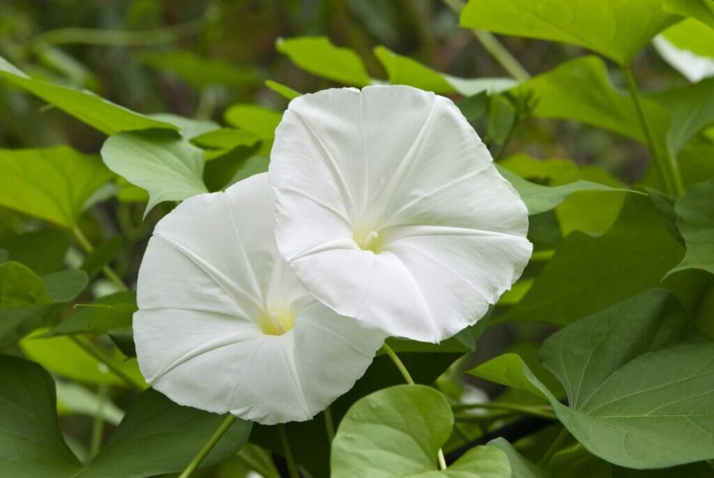 Fleur de lune blanche (Ipomoea alba)