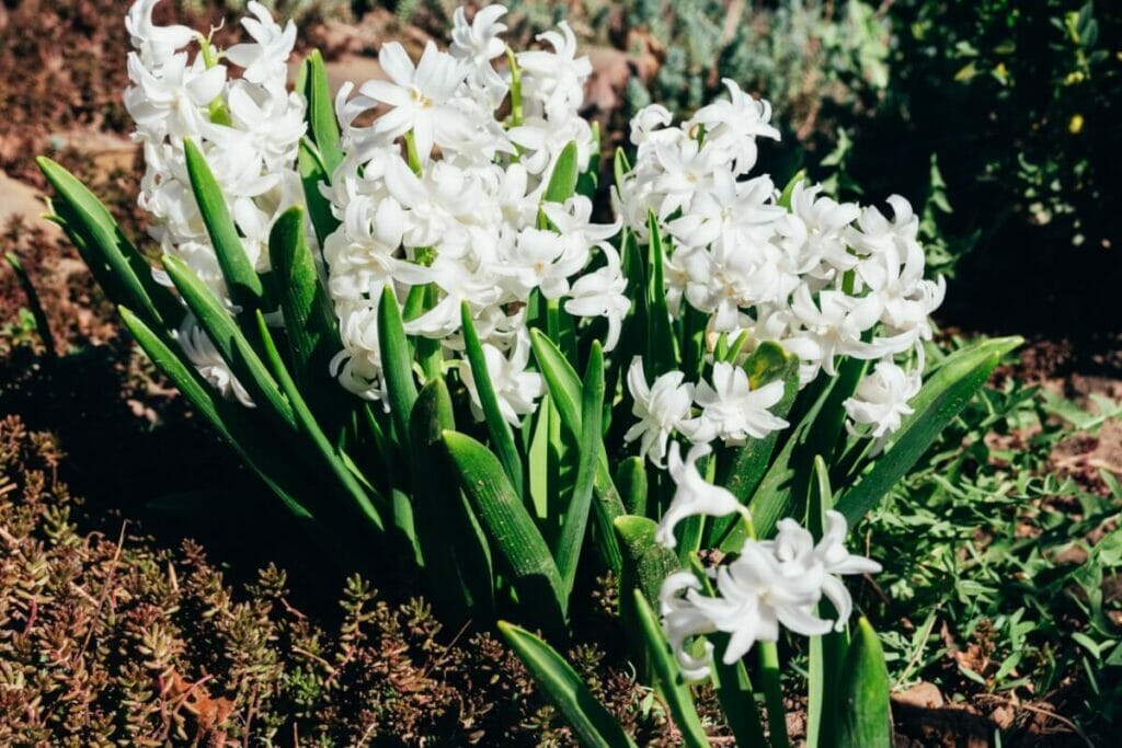 Jacinthe blanche (Hyacinthus)
